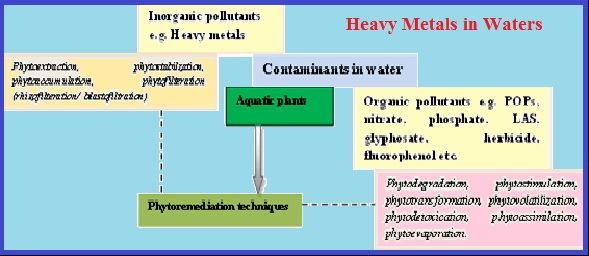 A review: Water pollution by heavy metal and organic pollutants: Brief review of sources, effects and progress on remediation with aquatic plants