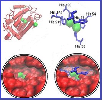 Bioanalytical Method: Determining pesticide residues in tomatoes and mushrooms by a bioactive membrane-based sensor, enzyme inhibition and UV-Vis Spectrophotometry