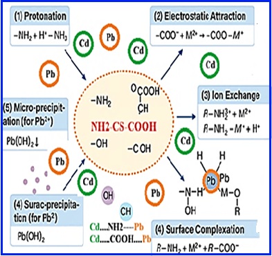 Rapid lead and cadmium adsorption from aqueous solutions using modified chitosan with citric acid before analysis by flame atomic absorption spectrometry