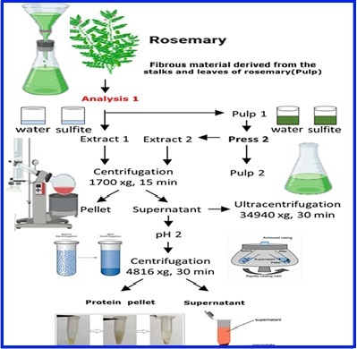 Analysis, purification, and characterization of peroxidases in rosemary using chromatography and spectrometry techniques